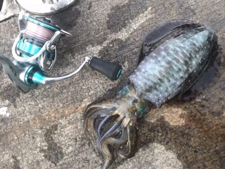 簡単で楽しい！秋のアオリイカ釣行！