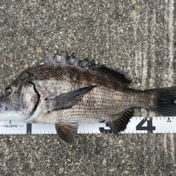 イチノ兄弟、釣果!