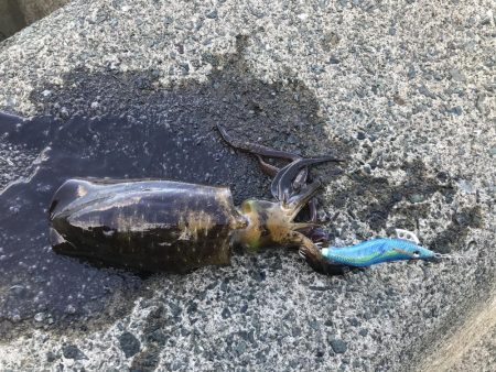 今年初、秋の新子釣行