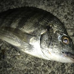 サナギフカセ3rd