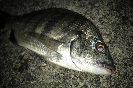 サナギフカセ3rd