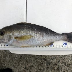 神谷荘さんで大波止へ