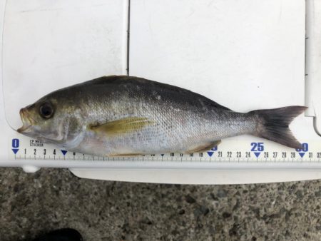 神谷荘さんで大波止へ