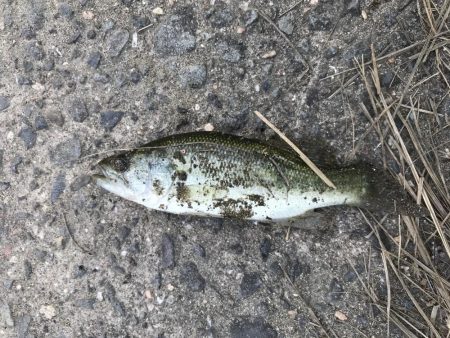 バスを求めて紀ノ川へ