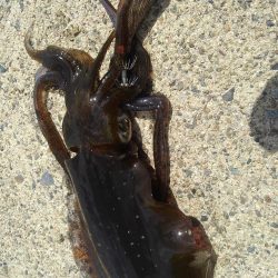 シャローでドンッ