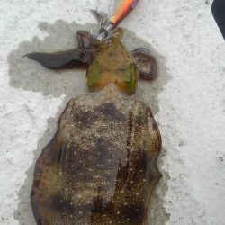 連休に連チャン調査