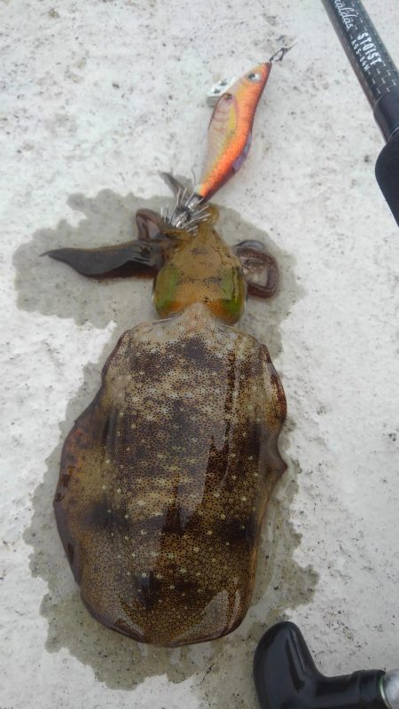 連休に連チャン調査