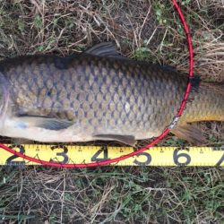 巨鯉釣りでドブ川へ