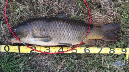 巨鯉釣りでドブ川へ