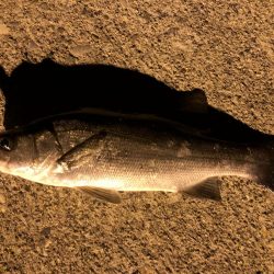 アジとヒラスズキ