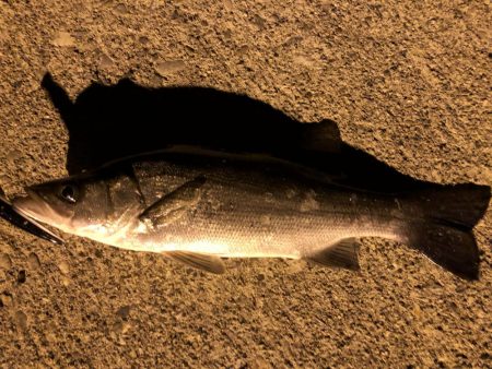 アジとヒラスズキ