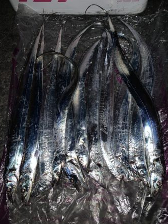 アジング→タチウオワインド