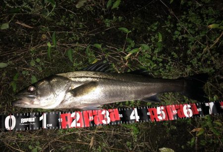 円山川シーバス