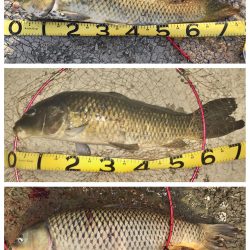 鯉の釣り場100回コツコツと