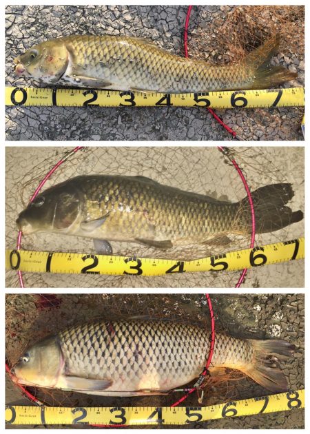 鯉の釣り場100回コツコツと