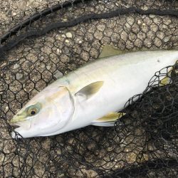 タチウオ狙いで行くも….