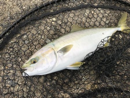 タチウオ狙いで行くも....