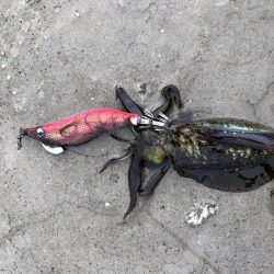 夕方からランガンエギング