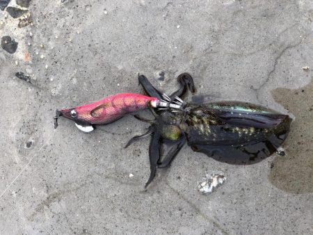 夕方からランガンエギング