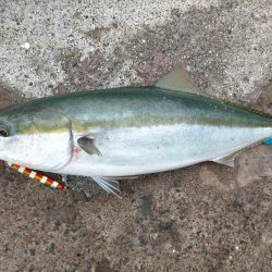 水潮攻略！思惑通りにメジロGET！