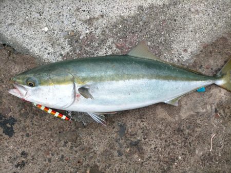 水潮攻略！思惑通りにメジロGET！