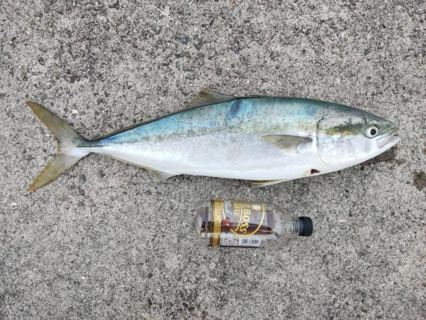 ショアジギング初釣果