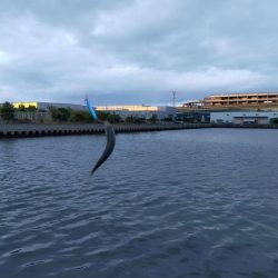 今日もトップでサバ