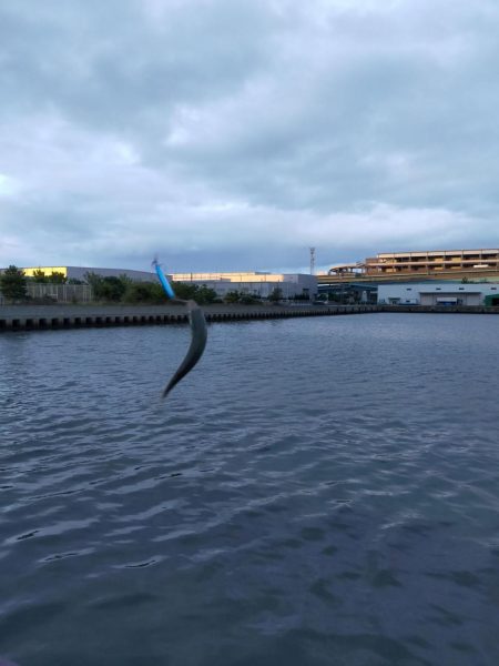 今日もトップでサバ