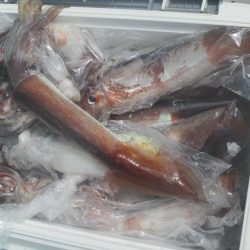 スルメイカ　52杯　釣れたよ(^_-)-☆