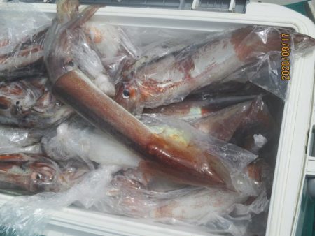 スルメイカ　52杯　釣れたよ(^_-)-☆…