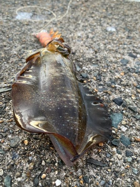 早く大きくな～れ！