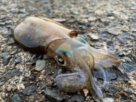 イカよりカマスが成長中！！