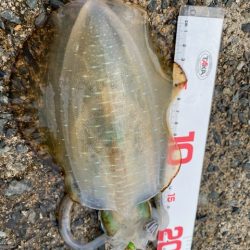 エギロストの犯人は・・・