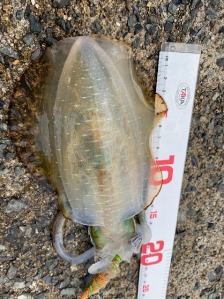 エギロストの犯人は・・・