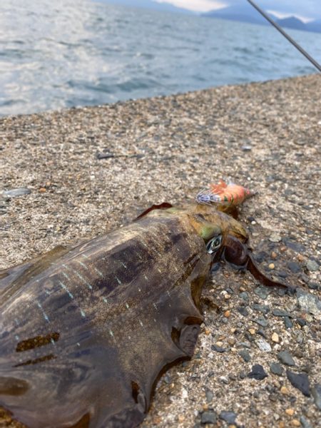 連休明けのアオリは・・・
