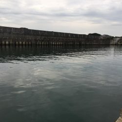 アジ、ヘダイ、サヨリ、チャリコ