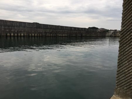 アジ、ヘダイ、サヨリ、チャリコ