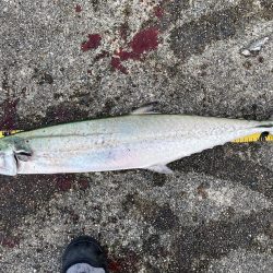 神戸沖堤　青物！