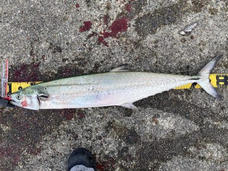 神戸沖堤　青物！