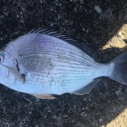 ヘダイ、ガシラ、コッパグレ、アイゴ、不明魚