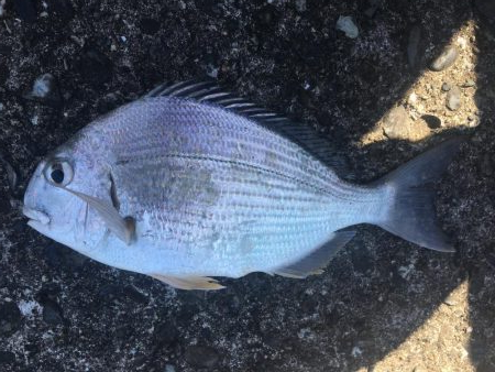 ヘダイ、ガシラ、コッパグレ、アイゴ、不明魚