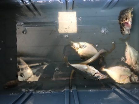 ｾﾞﾝﾒ、アナゴ