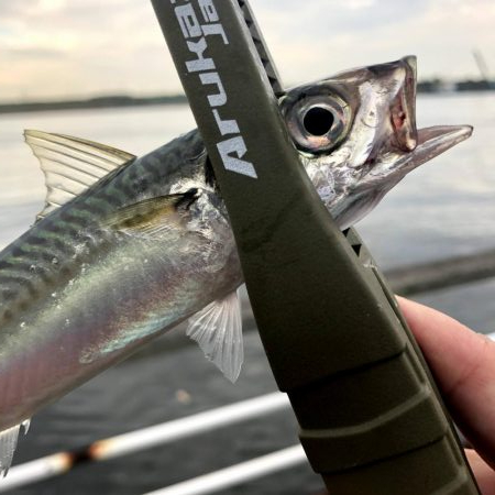 早朝サバングin大阪舞洲12