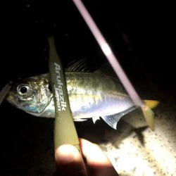 早朝アジングin大阪舞洲13