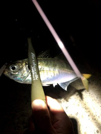 早朝アジングin大阪舞洲13