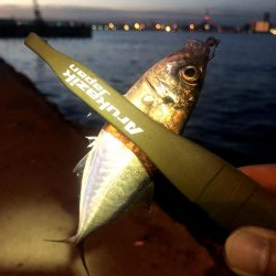 早朝アジングin大阪舞洲14（20200929）