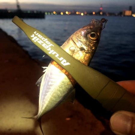 早朝アジングin大阪舞洲14（202009…