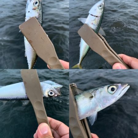 たまにはサビキ釣り