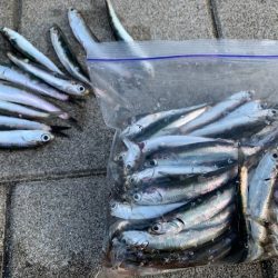 イワシがひたすら釣れ続け
