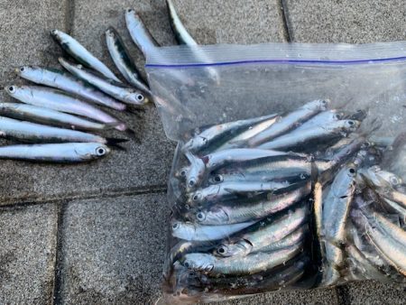 イワシがひたすら釣れ続け